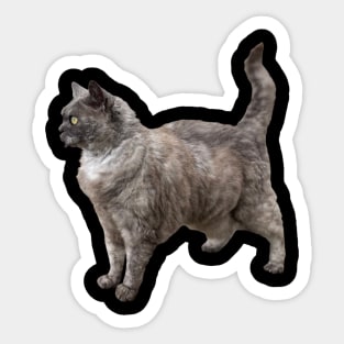 Selkirk Rex Cat Sticker